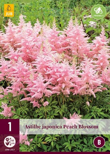 JUB Holland Astilbe Japonica Peach Blossom Tuincentrum Coppelmans