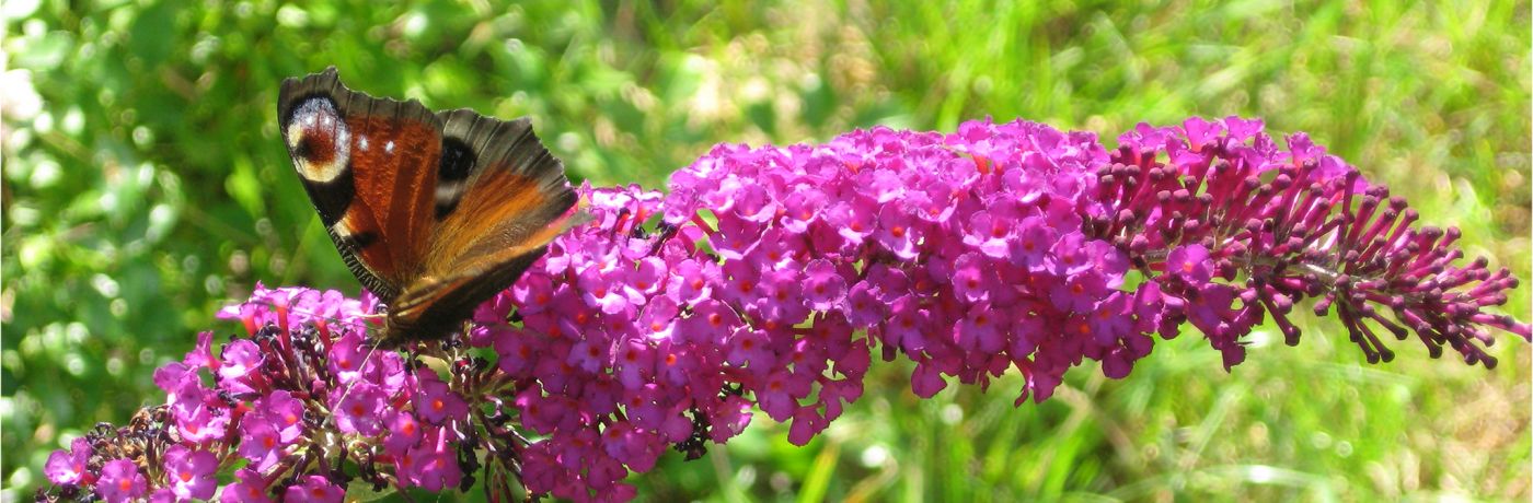 De levende tuin