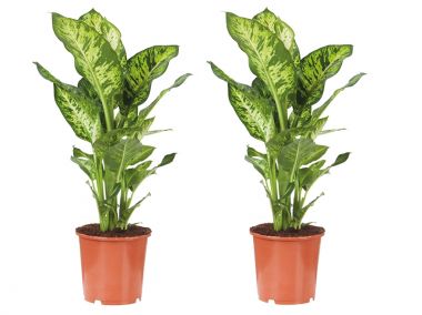 Dieffenbachia