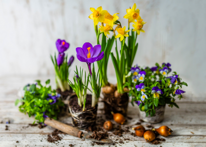 tuinkalender februari