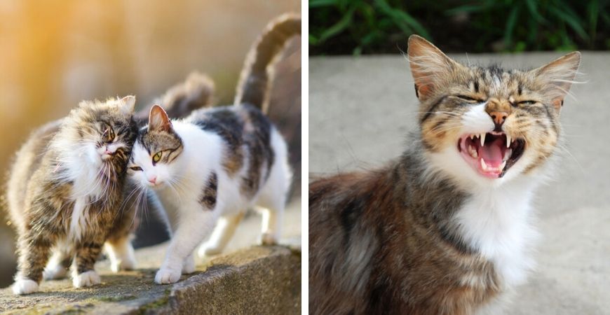 Zijdelings hoog haag Katten | Dierenwinkel - Tuincentrum Coppelmans