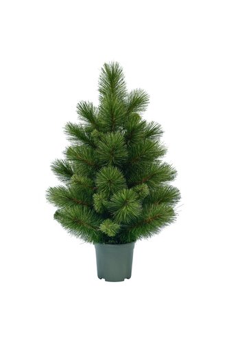 Startree Woodland spruce kunstkerstboom - H 60 x D 30 cm