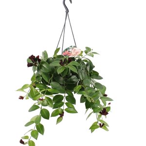 Aeschynanthus 'Mona Lisa' (lipstickplant)