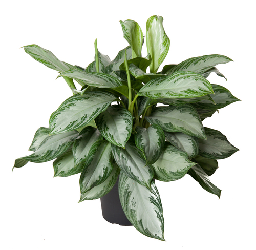 Aglaonema Silver Bay, in 24cm-pot