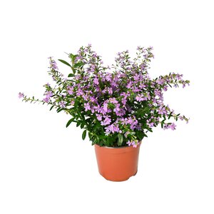 Alpenroosje, in 11cm-pot