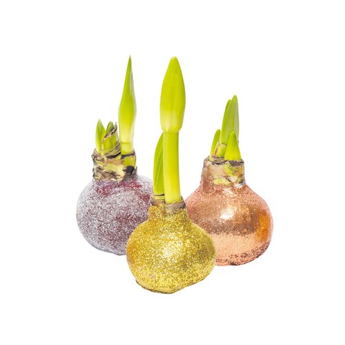 Amaryllis Wax Glitterbol