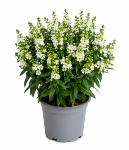 Angelonia, in 12cm-pot