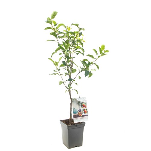 Appelboom (Malus dom. Duo-appel Patio), in pot