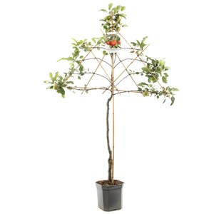 Appelboom (Malus dom. Rode Boskoop leivorm), in pot