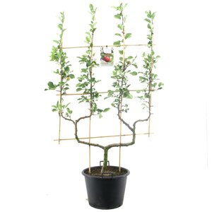 Appelboom (Malus dom. Cox's Orange P. dub. U), in pot