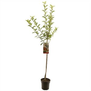 Appelboom (Malus dom. Elstar halfstam), in pot