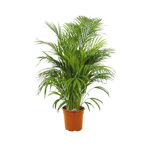 Areca Palm, in 24cm-pot 150cm hoog