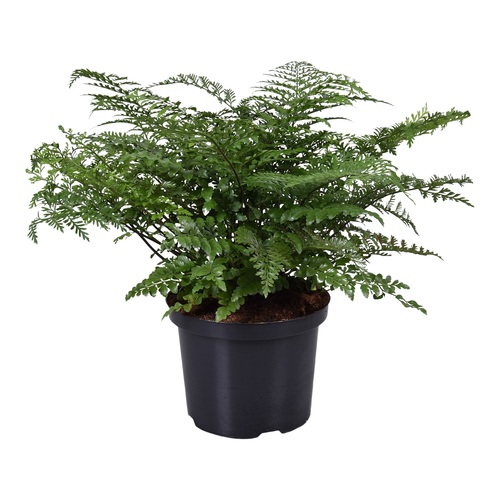 Asplenium Parvati, in 17cm-pot