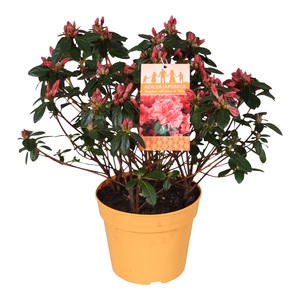 Azalea hortinno, in 14cm-pot - afbeelding 3