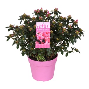 Azalea hortinno, in 14cm-pot - afbeelding 1