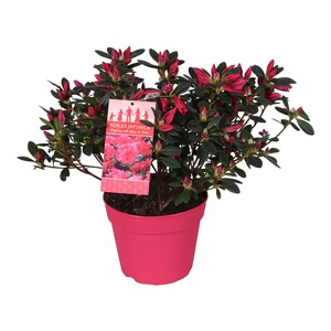 Azalea hortinno, in 14cm-pot - afbeelding 2