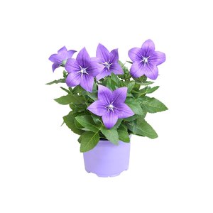 Ballonklokje, in 12cm-pot