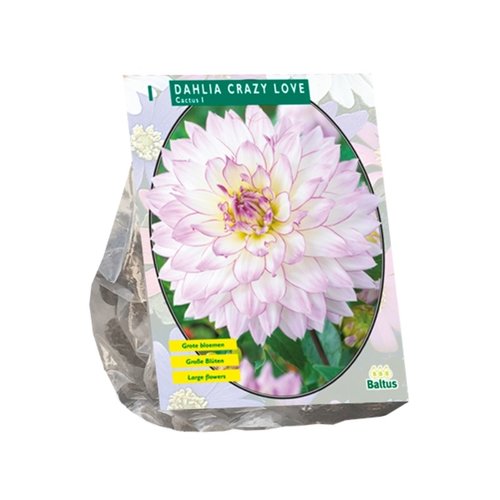 Baltus Dahlia Cactus Crazy Love per 1