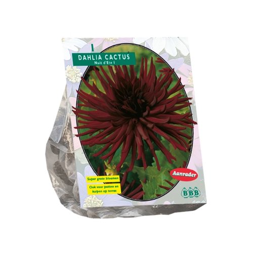 Baltus Dahlia Cactus Nuit d'ete per 1