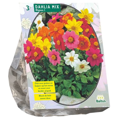 Baltus Dahlia Mignon Mix per 3