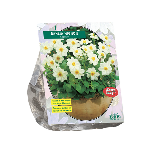 Baltus Dahlia Mignon Sneezy per 1