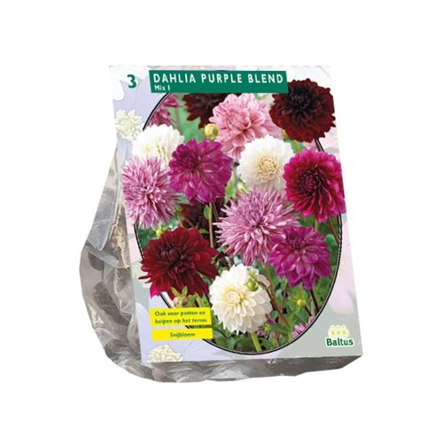 Baltus Dahlia Purple Blend per 3