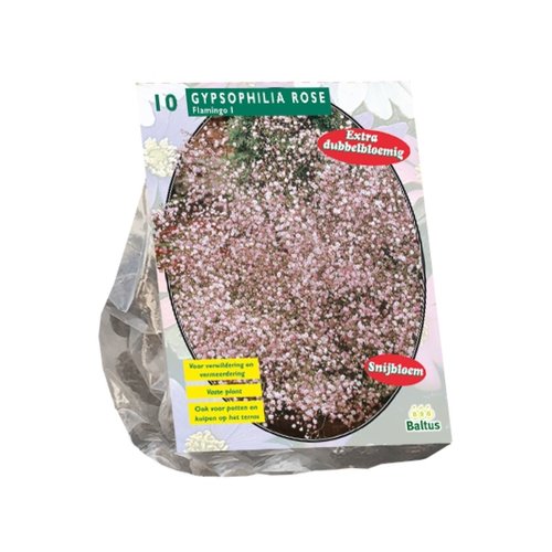 Baltus Gypsophilia Pan, Roze per 10