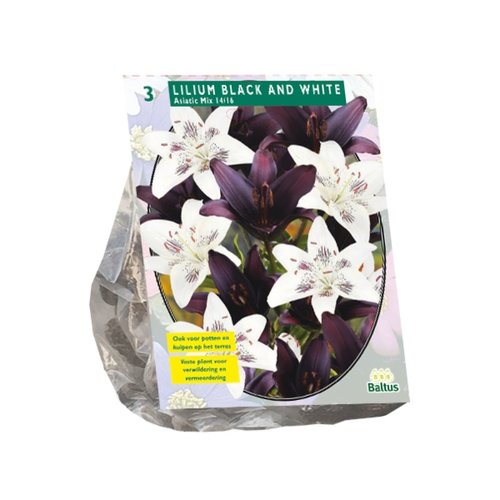 Baltus Lilium Black and White per 3