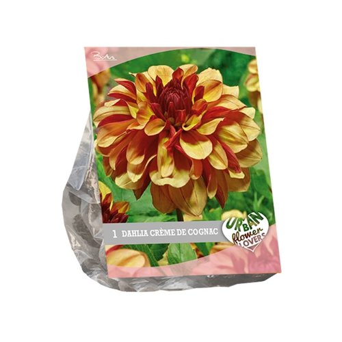 Baltus Urban Flowers - Crème de Cognac per 1