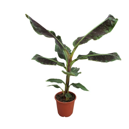 Bananenplant 45cm hoog, in 17cm-pot