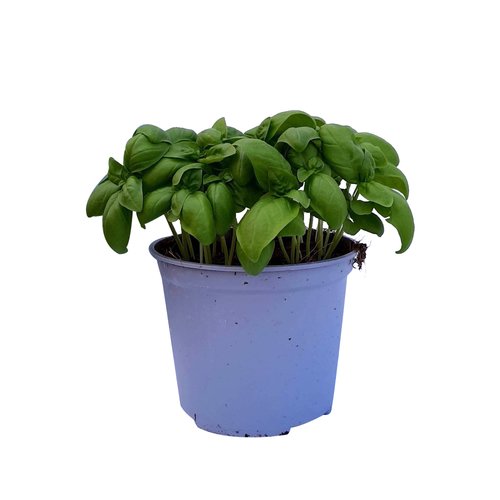 Basilicum, in 14cm-pot