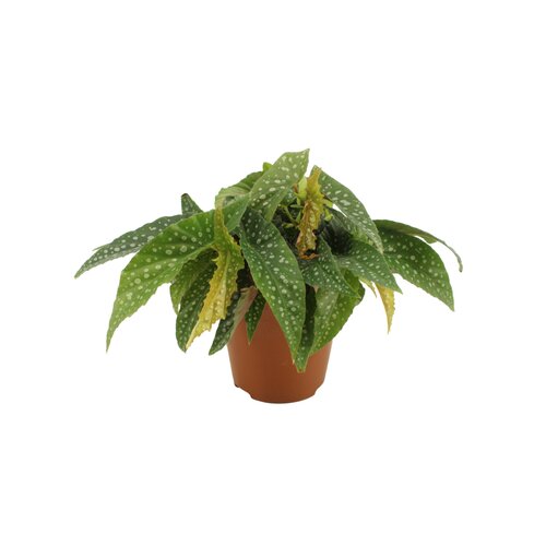 Begonia Double Dot, in 12cm-pot