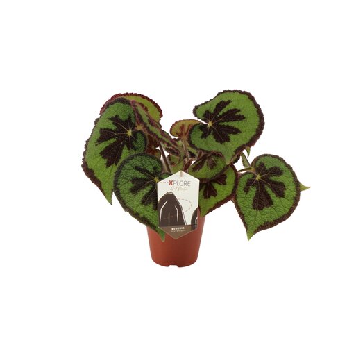 Begonia Masoniana Mountain, in 15cm-pot