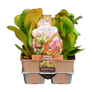 Bergenia cordifolia in sixpack - afbeelding 1