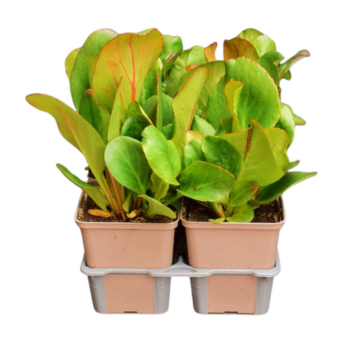 Bergenia cordifolia in sixpack - afbeelding 2