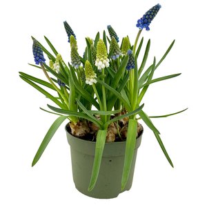 Blauwe druifjes mix blauw met wit (Muscari) in 12cm-pot - afbeelding 1