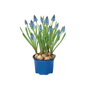 Blauwe druifjes (Muscari), in 9cm-pot