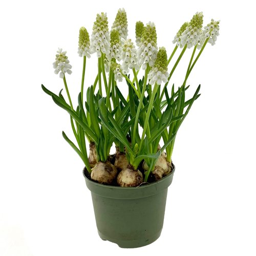 Blauwe druifjes Wit (Muscari White Magic), in 10cm-pot - afbeelding 2