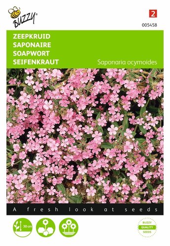 Buzzy® Saponaria, Zeepkruid - afbeelding 1