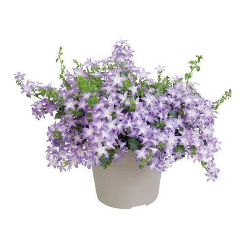 Campanula Addenda, in 10,5cm-pot