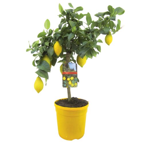 Citrus lemon 70-80cm hoog, in 21cm-pot