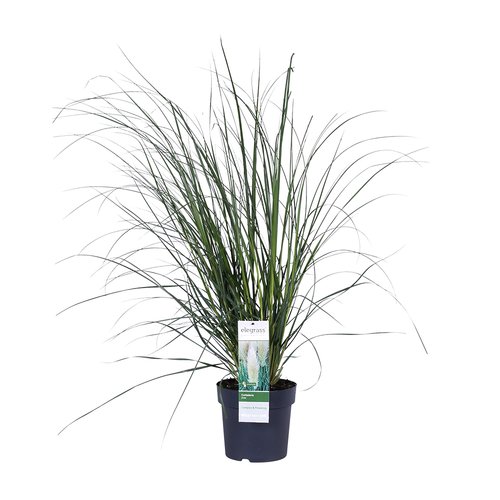 Cortederia Mini Pampas, in 23cm-pot