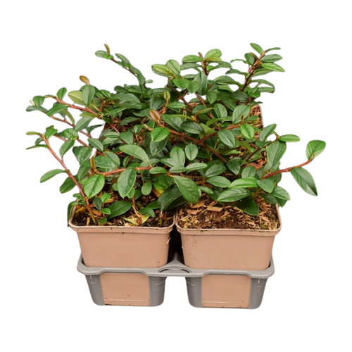 Cotoneaster dammeri in sixpack - afbeelding 2