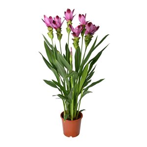 Curcuma, in 15cm-pot