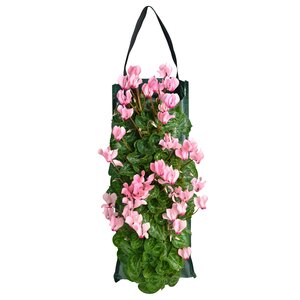 Cyclaam in wandhanger, 50cm hoog