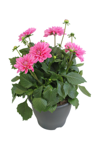 Dahlia, in 19cm-pot