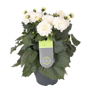 Dahlia XXL, in 19cm-pot