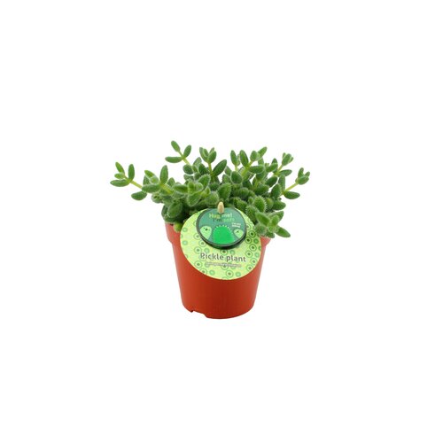 Delosperma Echinatum, in 12cm-pot