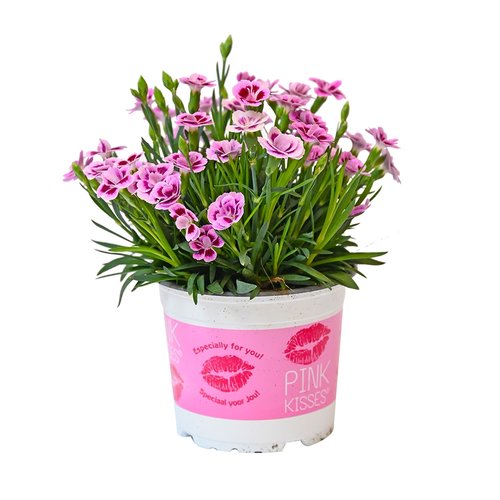 Dianthus Pink Kisses, in 12cm-pot - afbeelding 1