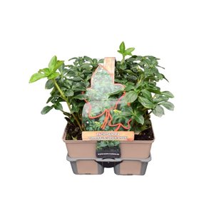 Pachysandra term. 'Green Sheen' in sixpack
